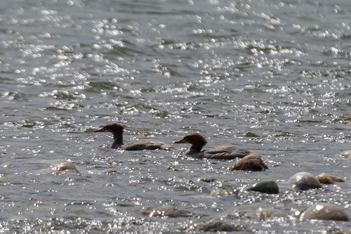 Common Merganser