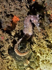 Hippocampus subelongatus