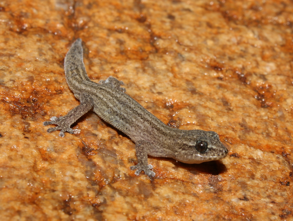 Striped Dwarf Leaf-Toed Gecko