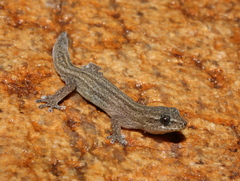 Striped Dwarf Leaf-Toed Gecko photo 1