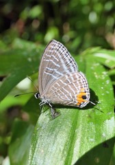 Jamides alecto ageladas