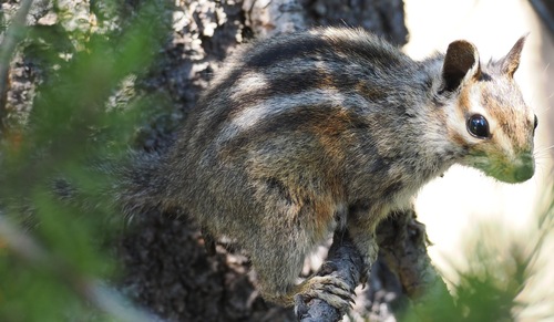 Siskiyou Chipmunk observed by birdernaturalist