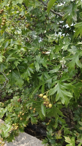 Crataegus pinnatifida, photographed by an iNaturalist contributor