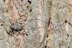 Acanthocinus aedilis