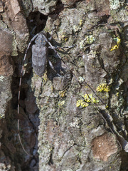 Acanthocinus aedilis