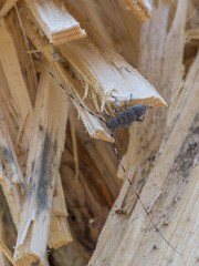 Acanthocinus aedilis