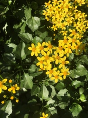 Senecio angulatus
