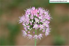 Allium macrostemon