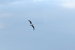 Pterodroma lessonii