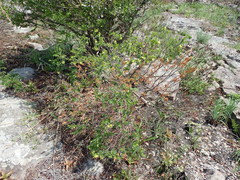 Lasiosiphon triplinervis