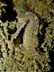 Hippocampus subelongatus