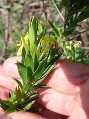 Lasiosiphon triplinervis