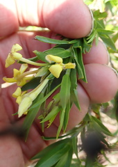 Lasiosiphon triplinervis