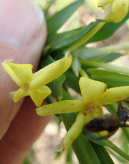 Lasiosiphon triplinervis