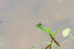 Micrathyria hesperis