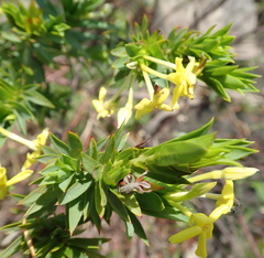 Lasiosiphon triplinervis