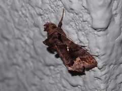 Plusiopalpa adrasta