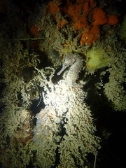 Hippocampus subelongatus