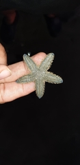Astropecten indicus