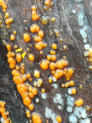 Lašelinis dakrimicis nuotrauka