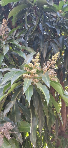 Indian mango