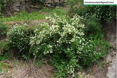 Philadelphus pekinensis