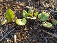 Hermannia transvaalensis