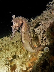 Hippocampus subelongatus