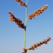 Brachiaria serrata - Photo (c) Richard Gill, alguns direitos reservados (CC BY-NC), uploaded by Richard Gill