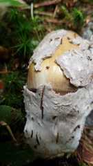 Amanita submembranacea