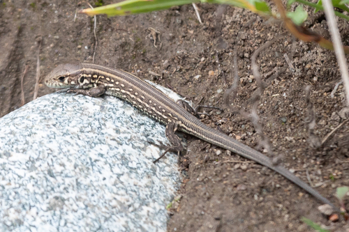 siberian sand lizard