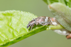 Polydrusus tereticollis