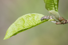Polydrusus tereticollis