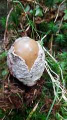 Amanita submembranacea