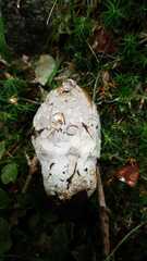Amanita submembranacea