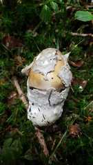 Amanita submembranacea