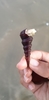 Duplicate Turritella - Photo (c) Shaunak Modi, some rights reserved (CC BY), uploaded by Shaunak Modi