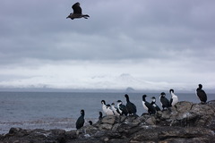 Leucocarbo verrucosus