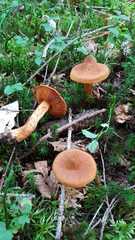 Cortinarius rubellus