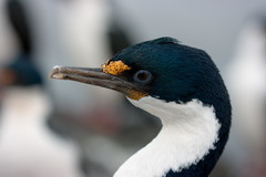 Leucocarbo verrucosus