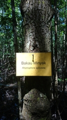 Rhizophora apiculata