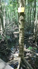 Rhizophora apiculata
