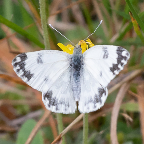Eastern Bath White
