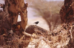 Oenanthe leucopyga