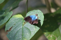 Astraptes