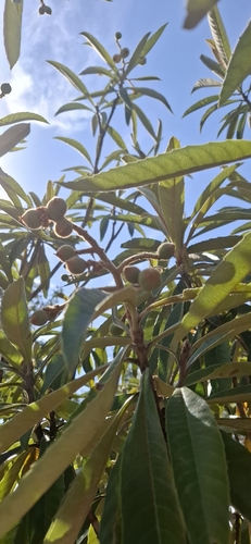 Loquat