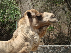 Camelus