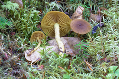 Cortinarius huronensis