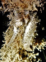Hippocampus subelongatus