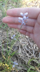 Muscari parviflorum